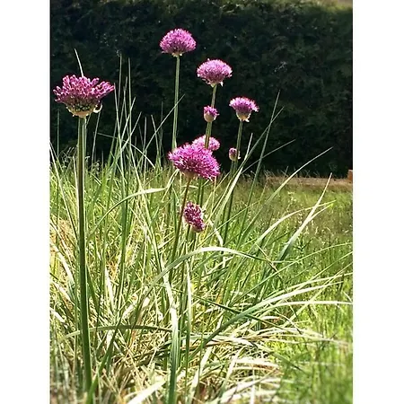 شقة Haus Sundevit Pruchten